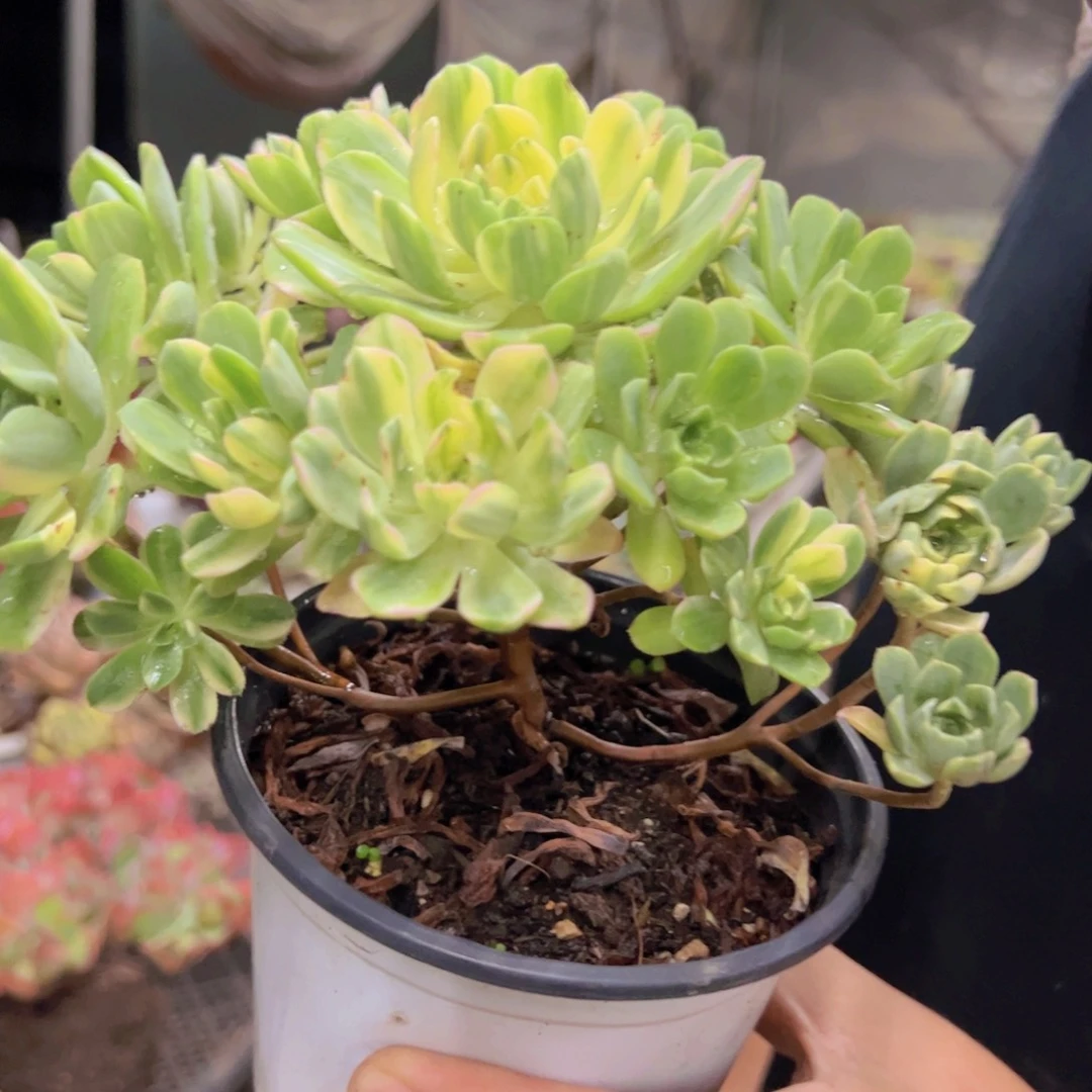 爱染锦整装整群老桩