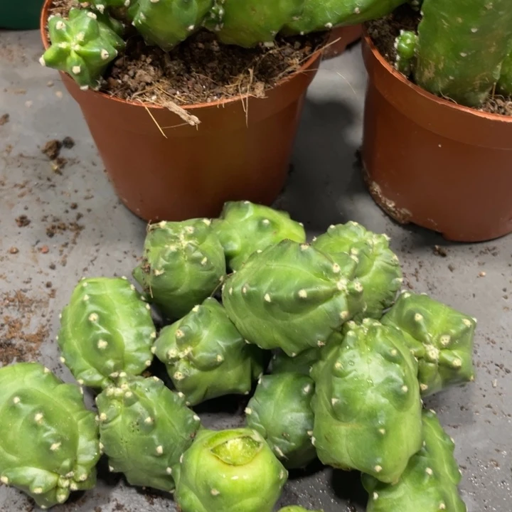 新品橙花桃太郎侧芽一个