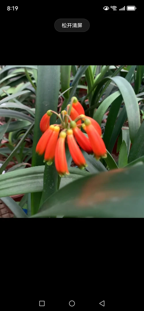 原生种有茎君子兰一年苗