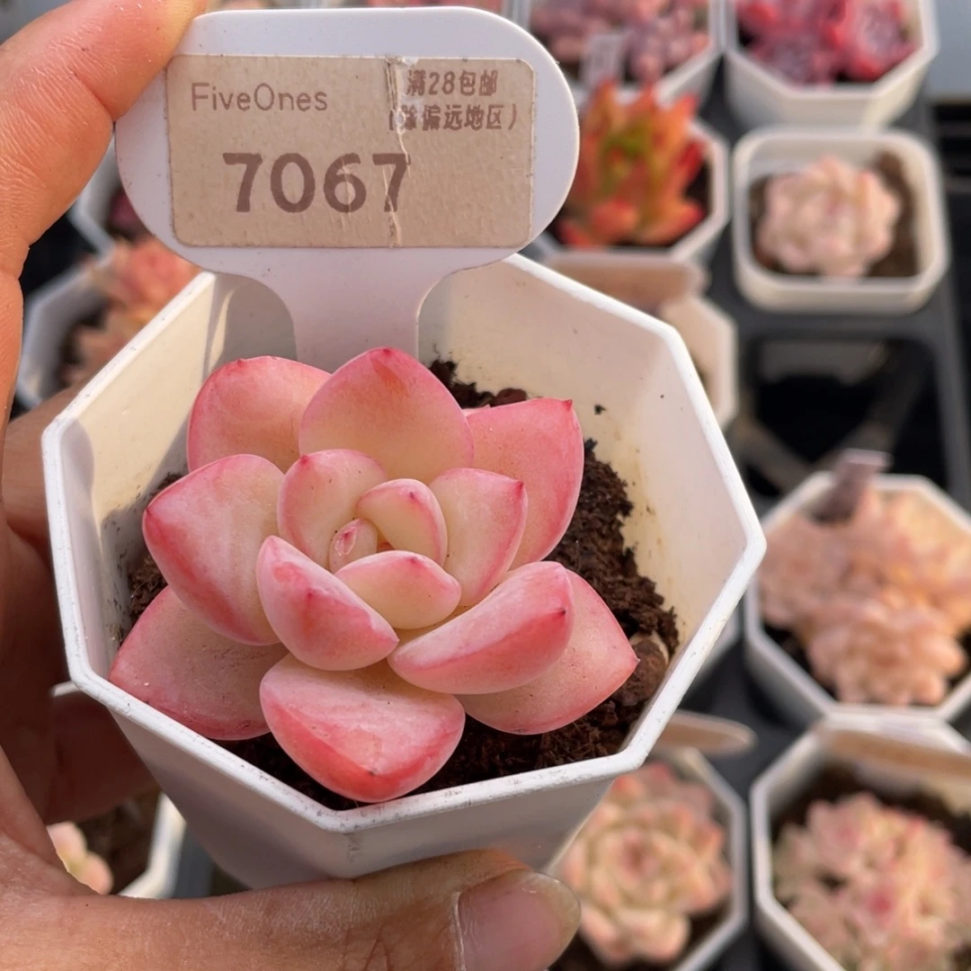 草莓泡芙7067-5.0厘米