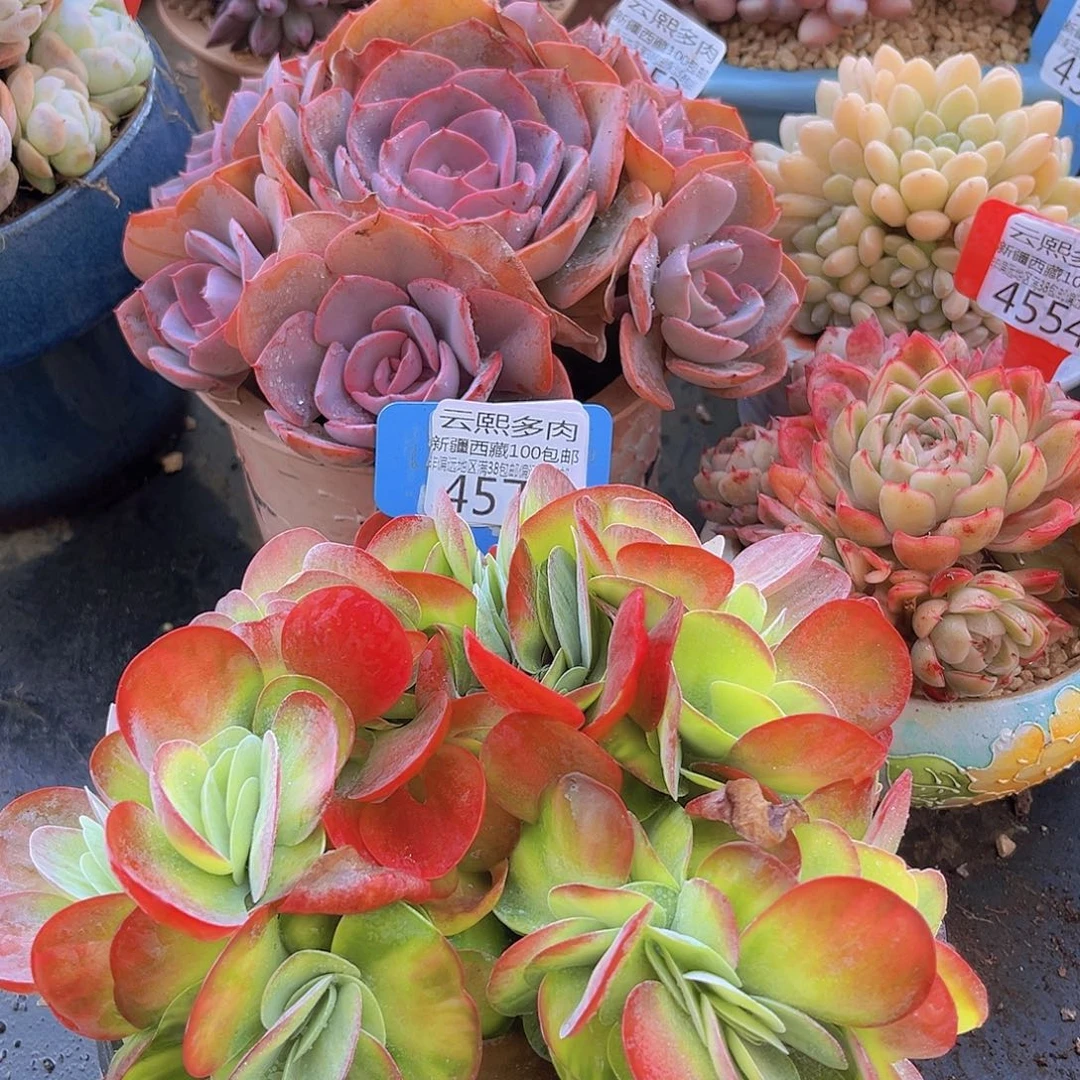4574唐印锦缀多肉植物