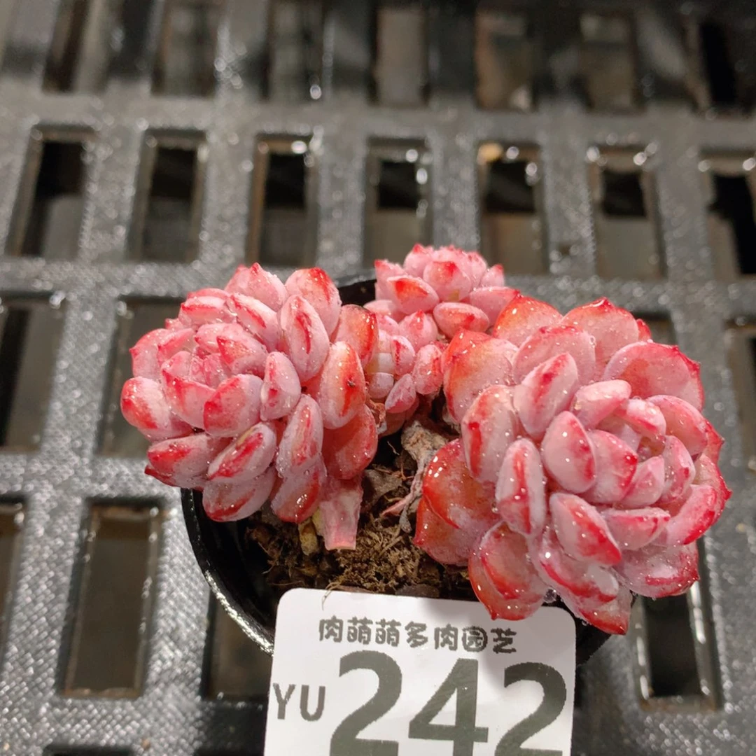 肉萌萌拇指盆精控多肉YU242