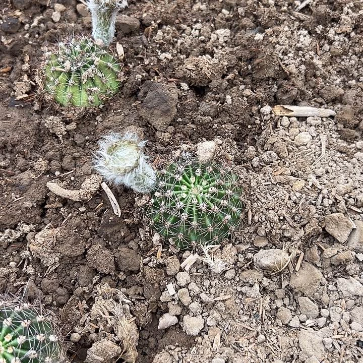 彩草彼岸带根球10