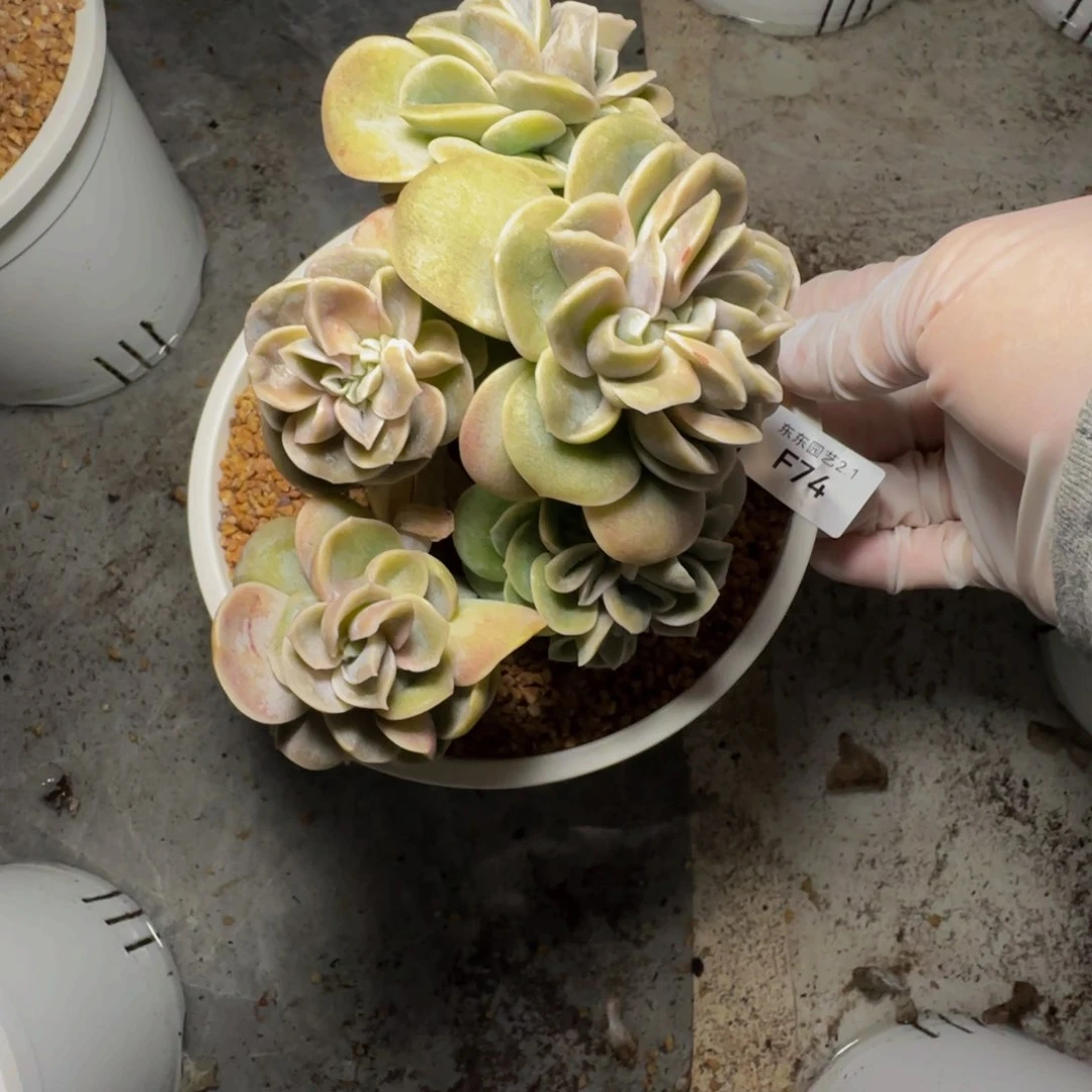 f f f f f f f f f f 74