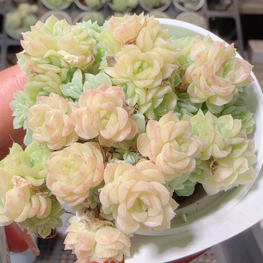 子***轩花语逸镜1029-144散