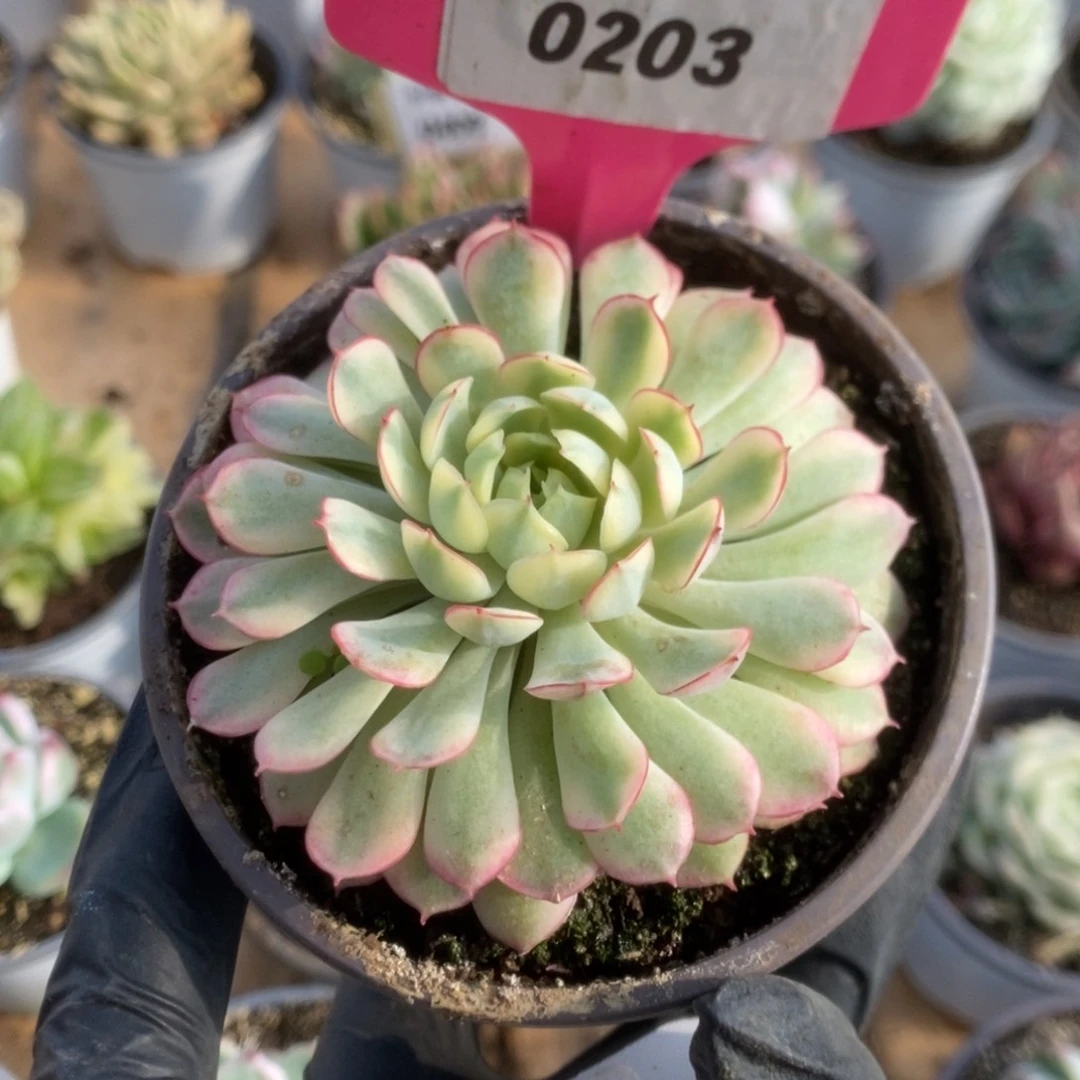 203黄覆轮梦幻玫瑰锦