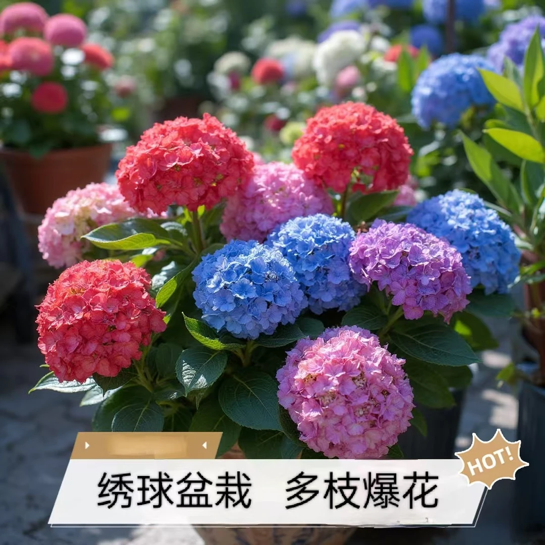 多季开花大花绣球  好养易活 耐热耐寒庭院室内栽种
