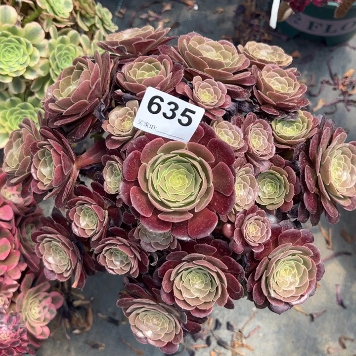 635荷兰玫瑰30厘米左右