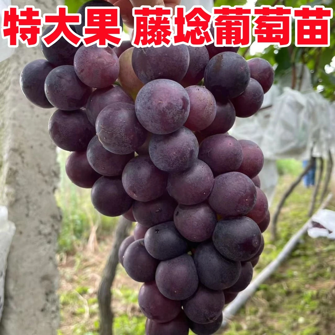 新品种藤稔葡萄特大乒乓球葡萄苗巨峰树苗当年结果南北方四季种植