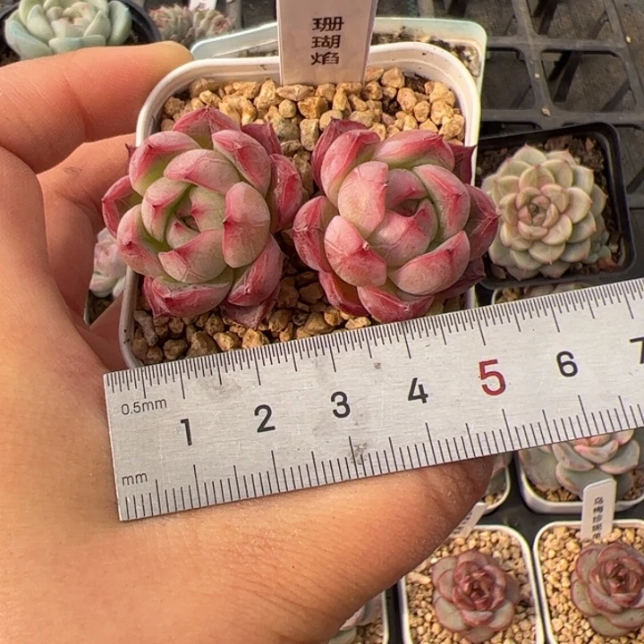 向***a453 多肉植物组合盆栽