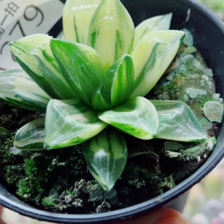 寿锦多肉植物1279