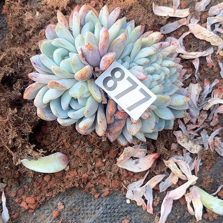 木*多肉植物一物一拍