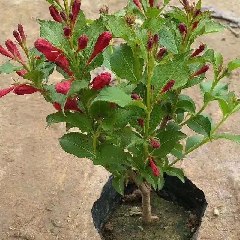 红王子锦带花苗庭院盆栽耐寒耐旱绿植花卉景观植物花期长