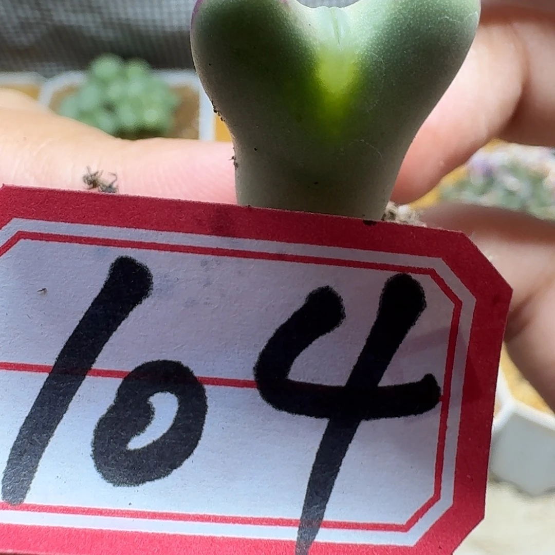 多肉W的人生的润泽gbh