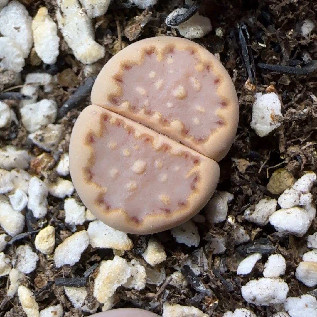 12.11.ken饼干.9005尺寸1.5cm