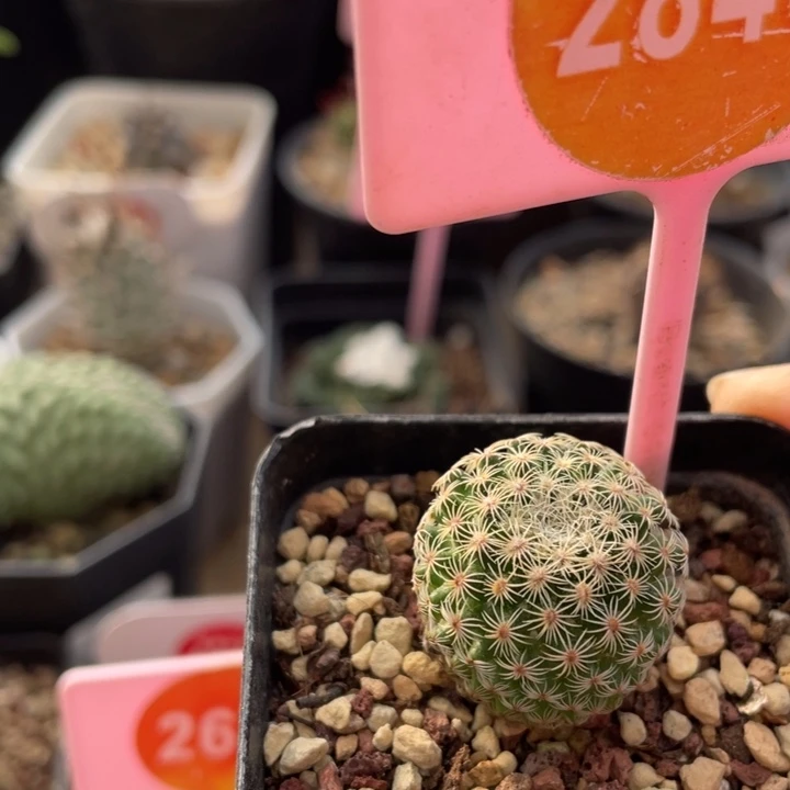 实生白子法师28460000