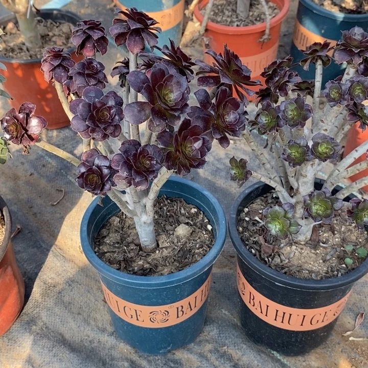 黑豆2颗9多肉植物法师法师