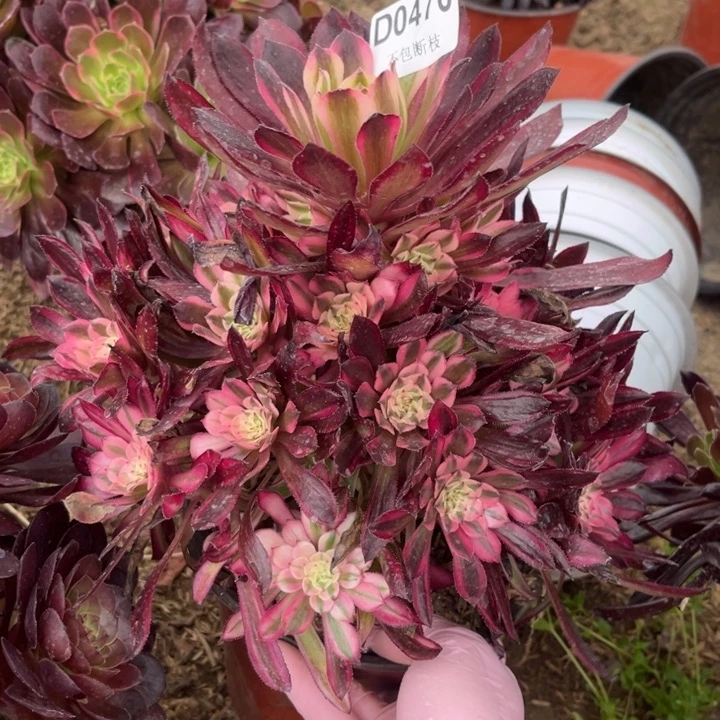 476红铜白多肉法师不包断枝