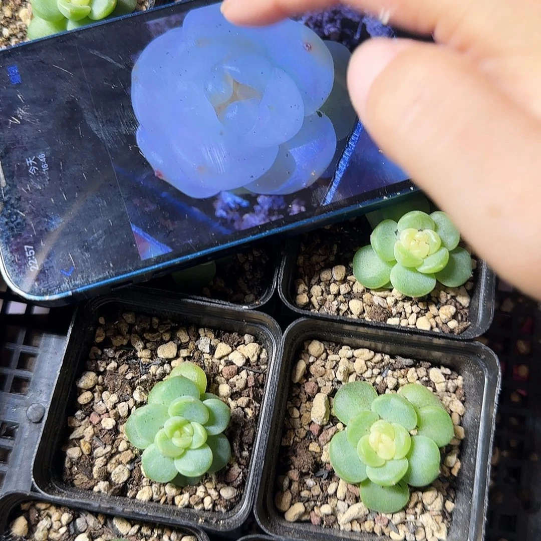 恋月盆一个满25包邮