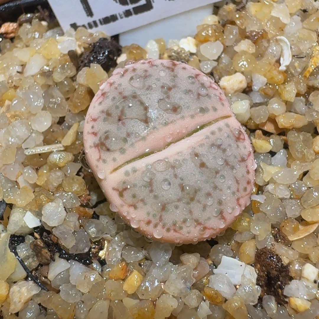 zzzz精品生石花1346