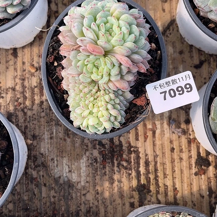 阿雅园艺。         7099白胖子缀