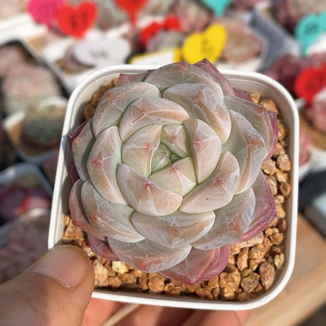 精品多肉一物一拍不包整188