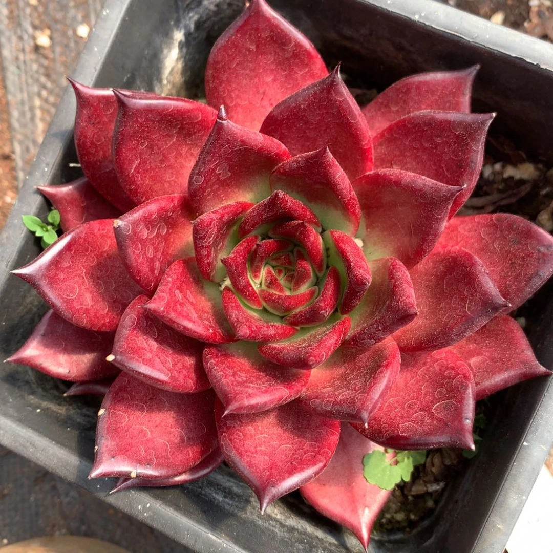 7922杂交多肉植物