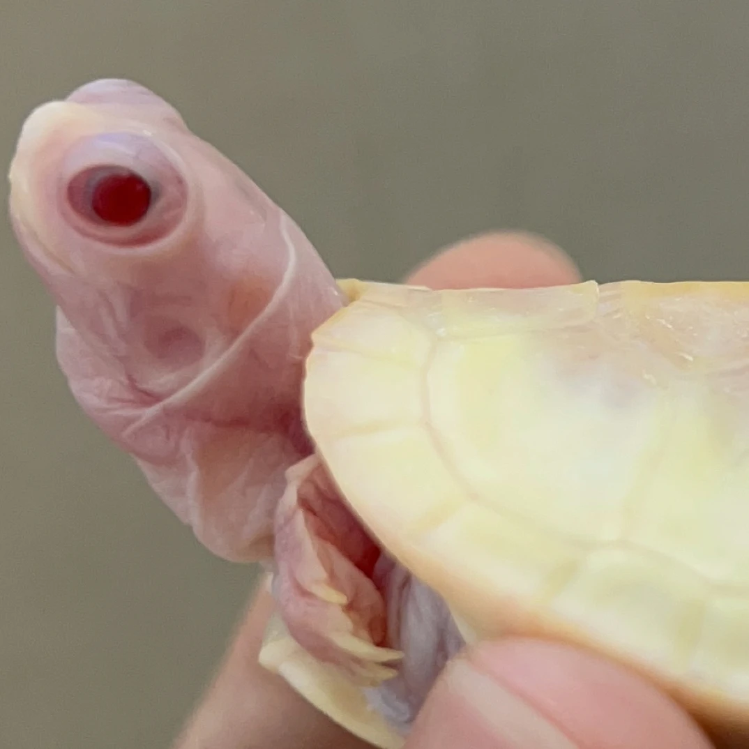 拍观赏宠物乌龟活体人工繁育深水浅水龟苗【私拍不发】粉雪焦糖沼泽