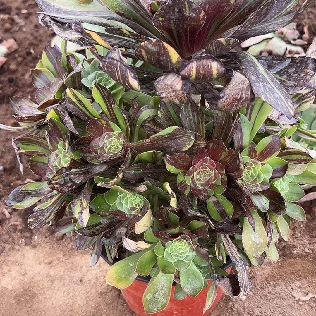 6.13-20花班鹿多肉植物1