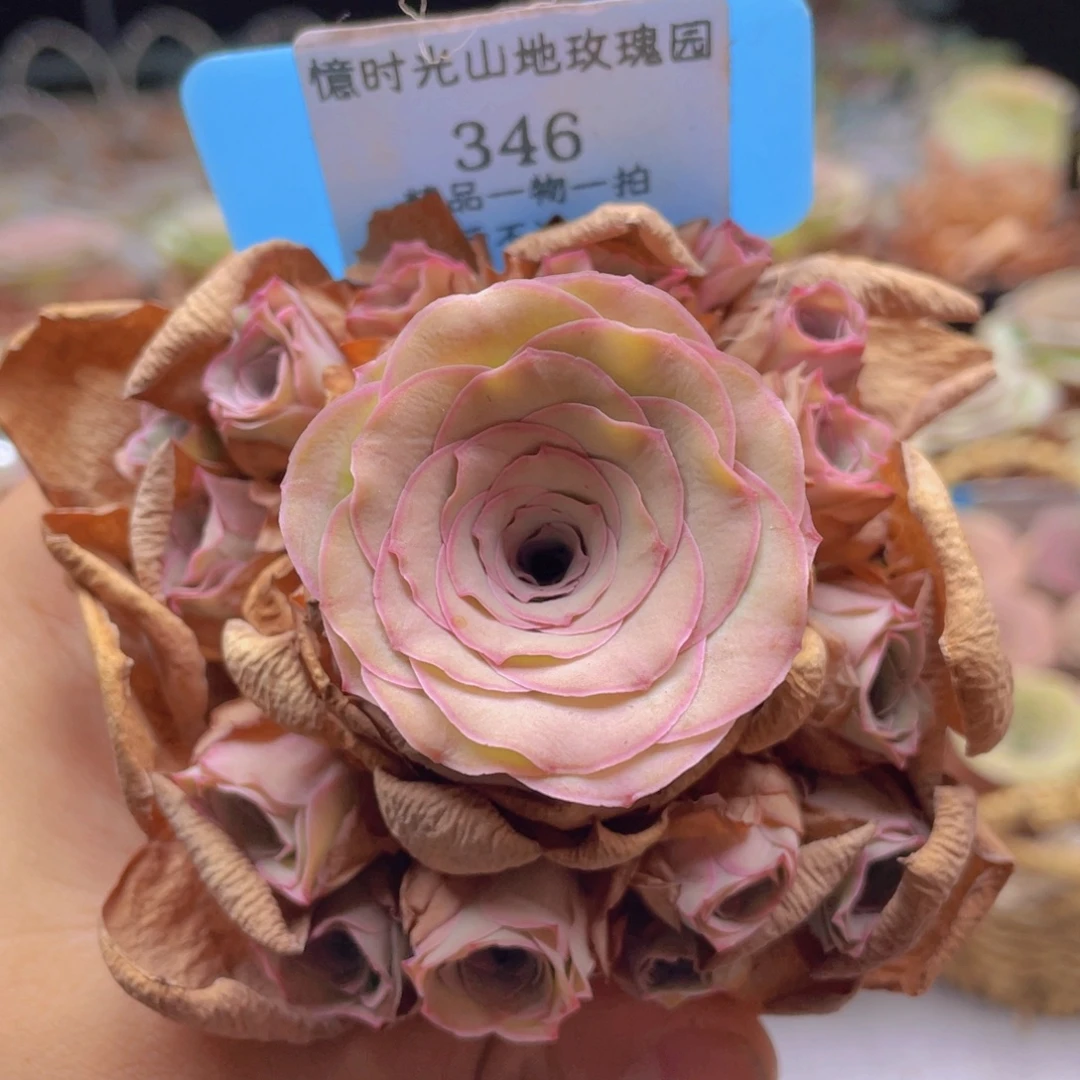 山地玫瑰346裸根发货不售后