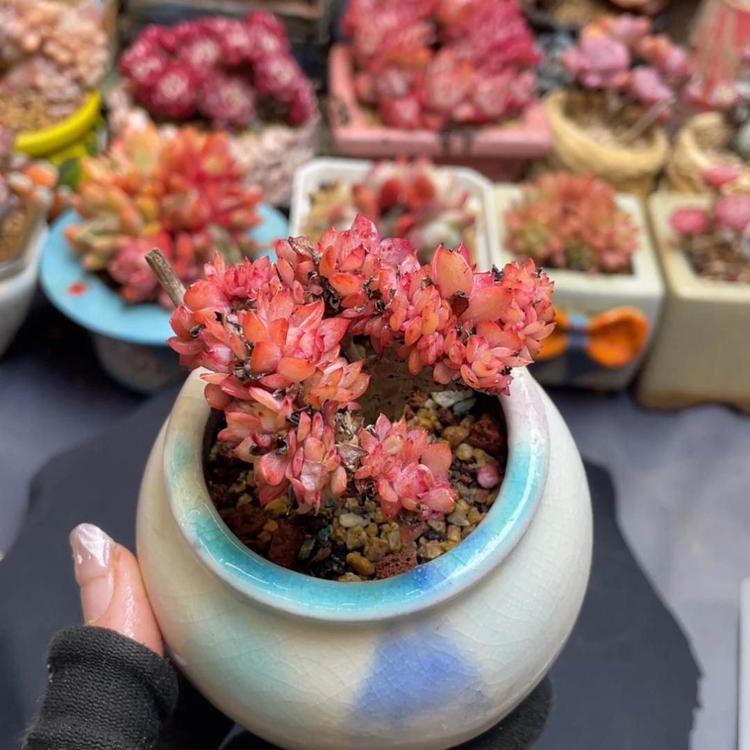 梅拉小姐缀化老桩