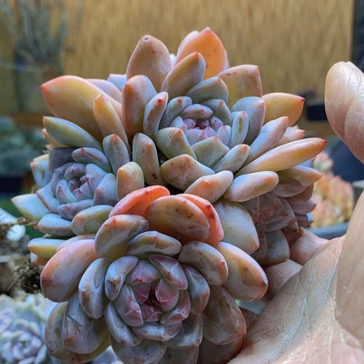 可***琴97号星影多肉植物