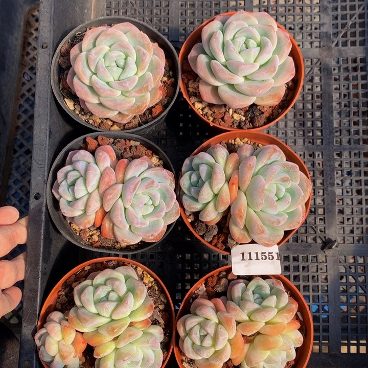 111551六个嗯嗯嗯嗯嗯嗯好喜欢