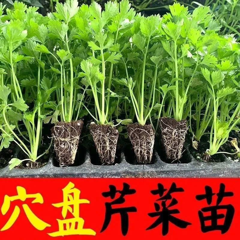 芹菜苗四季香芹水芹西芹种子秋季盆栽阳台蔬菜种籽孑幼苗秧苗带土