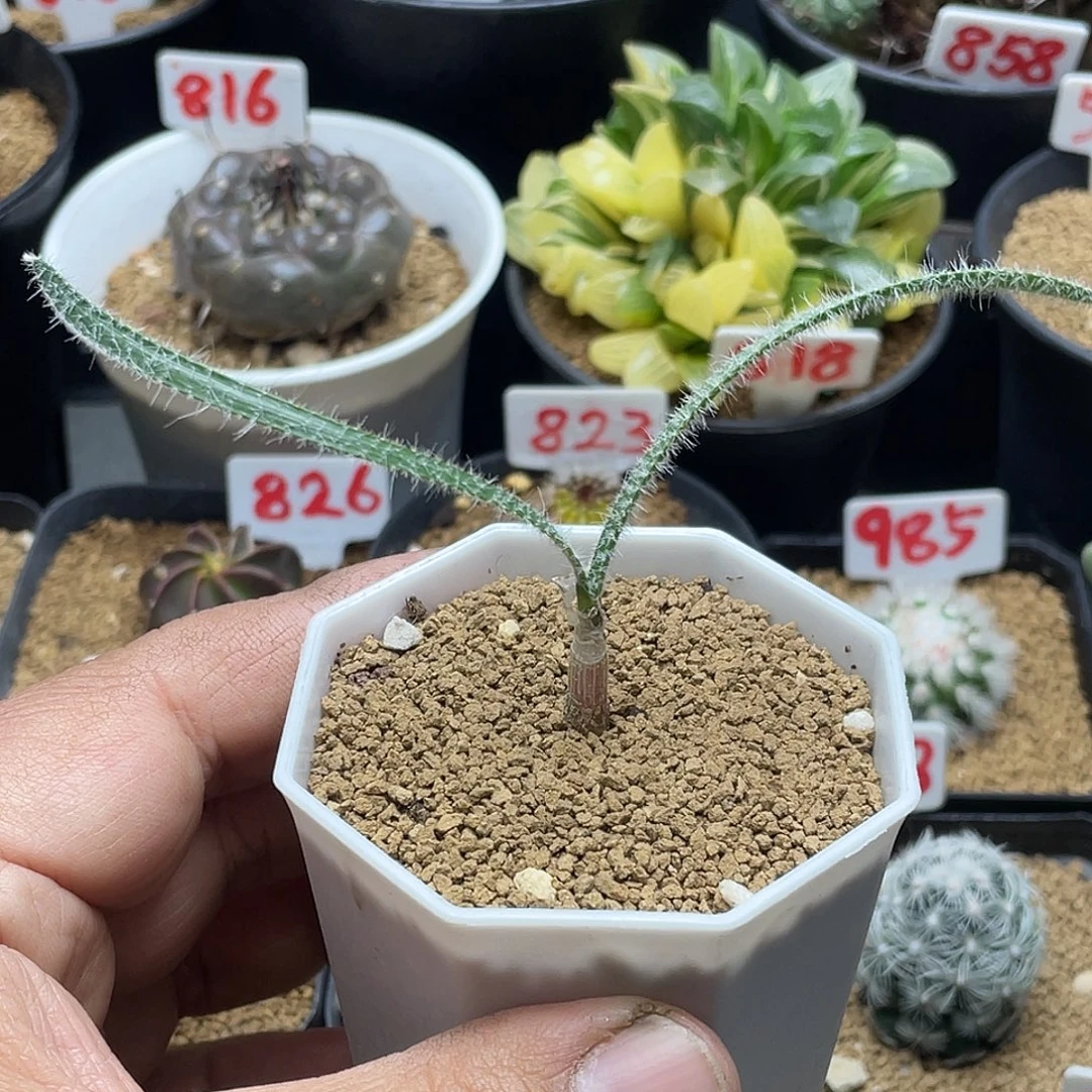 实生毛叶金刚钻弹簧草 带盆土包邮