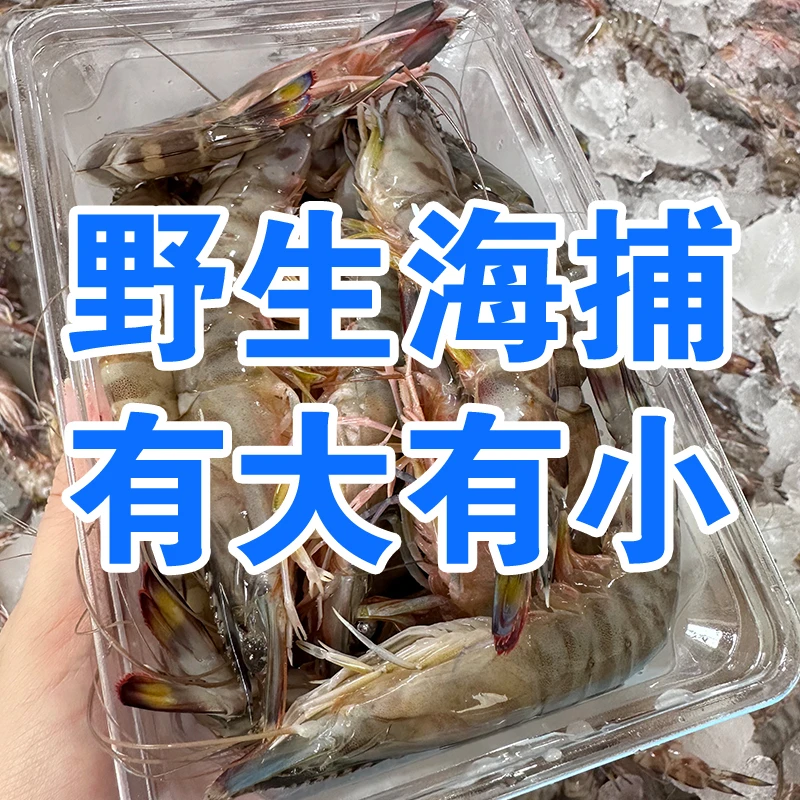 每斤40-45只 5盒装共2.5斤 新鲜野生竹节虾海捕虾
