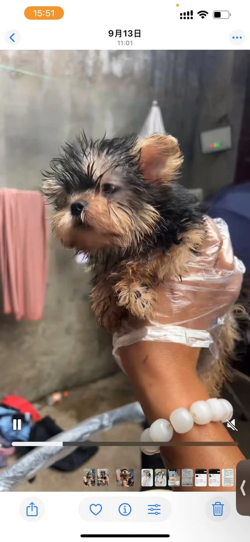 狗狗教程饲养书籍教你养好狗