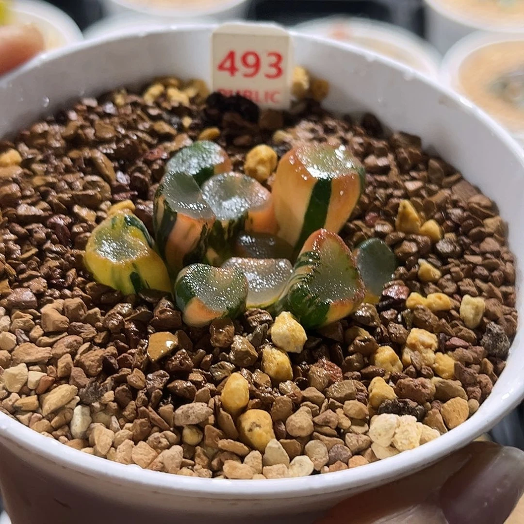 493空门万象锦福利福利