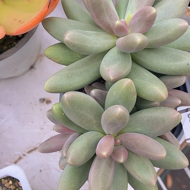 糖果美人07133多肉植物