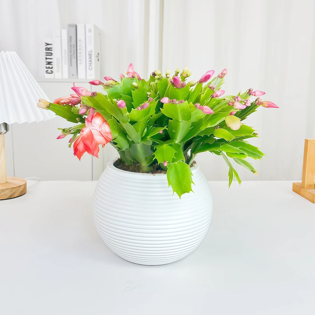 （带花苞）多色蟹爪兰花苗盆栽带花苞四季开花重瓣好养易活室内花卉