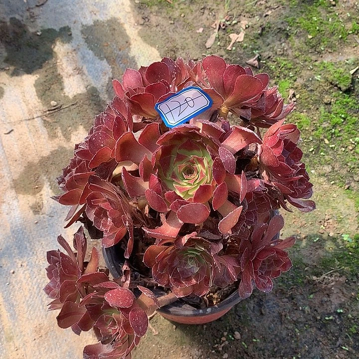 多肉植物黑寡妇120号