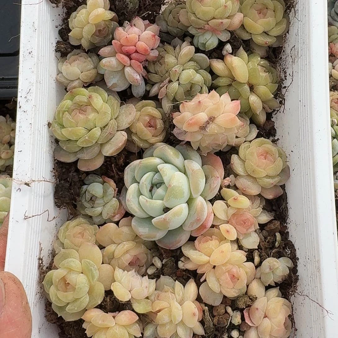 杂交新品珍妮多肉1310