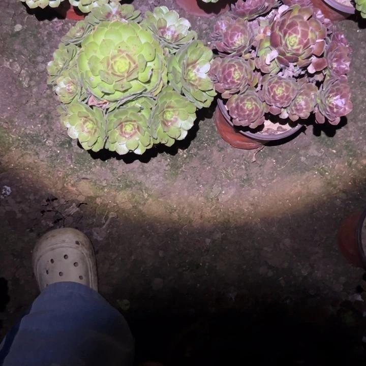 不包侧枝法师链接万➕黑