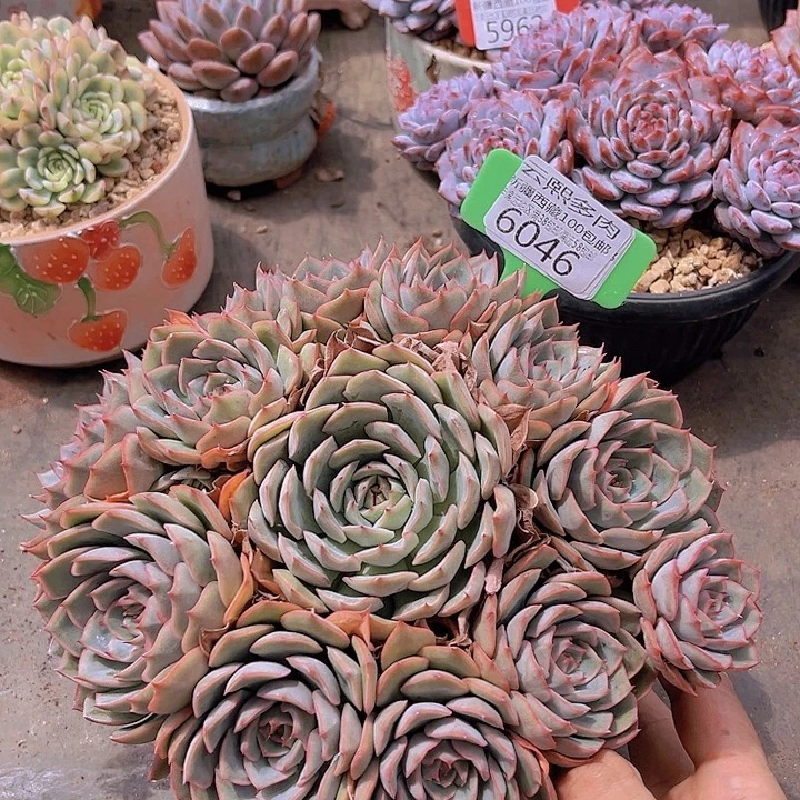 6046艾格利亚。