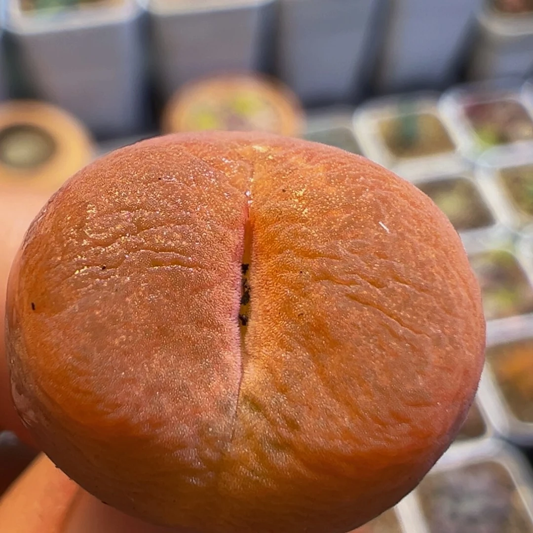 不***.47多肉植物百科知识