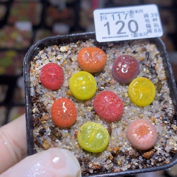 精品生石花117.120
