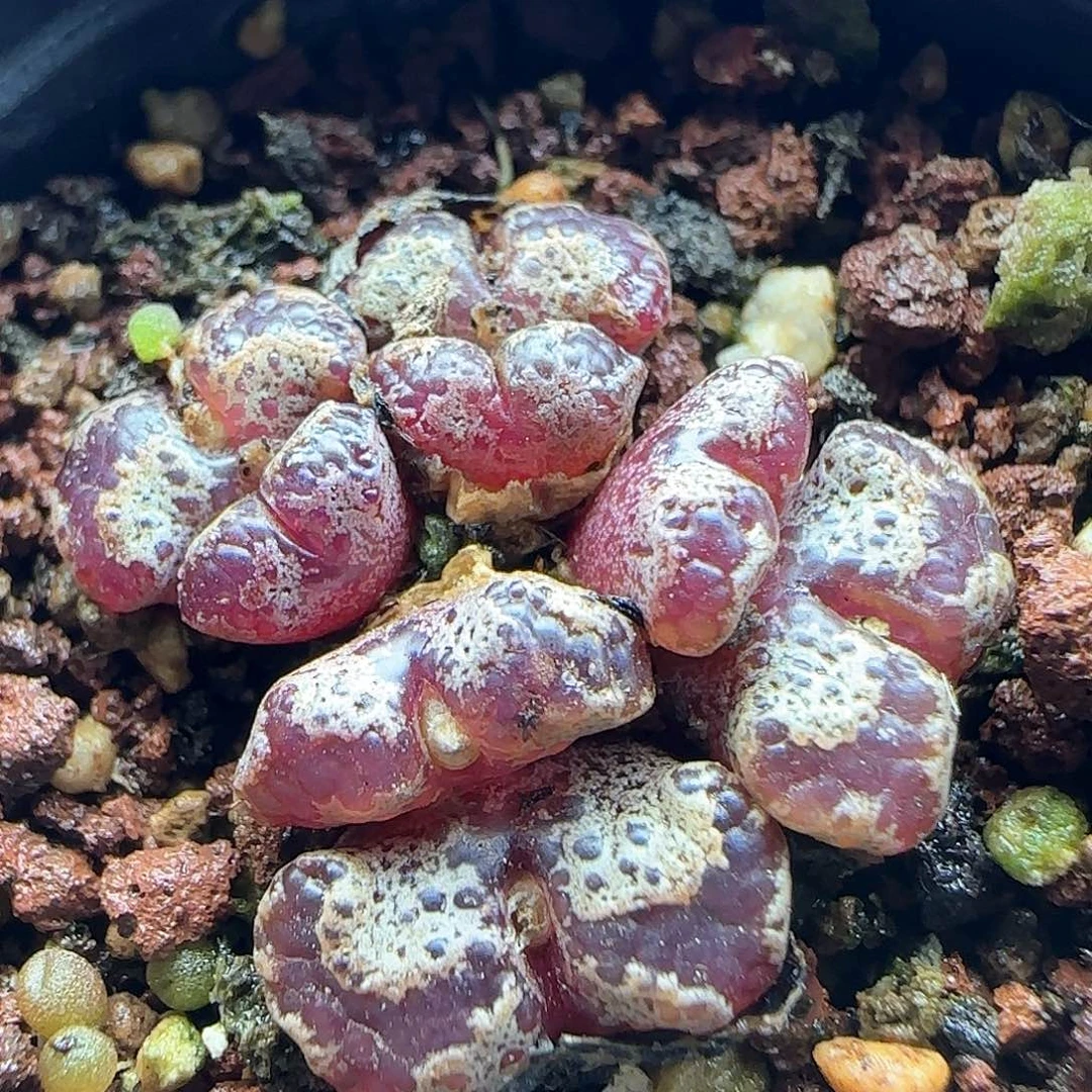 脱土年后发货24283