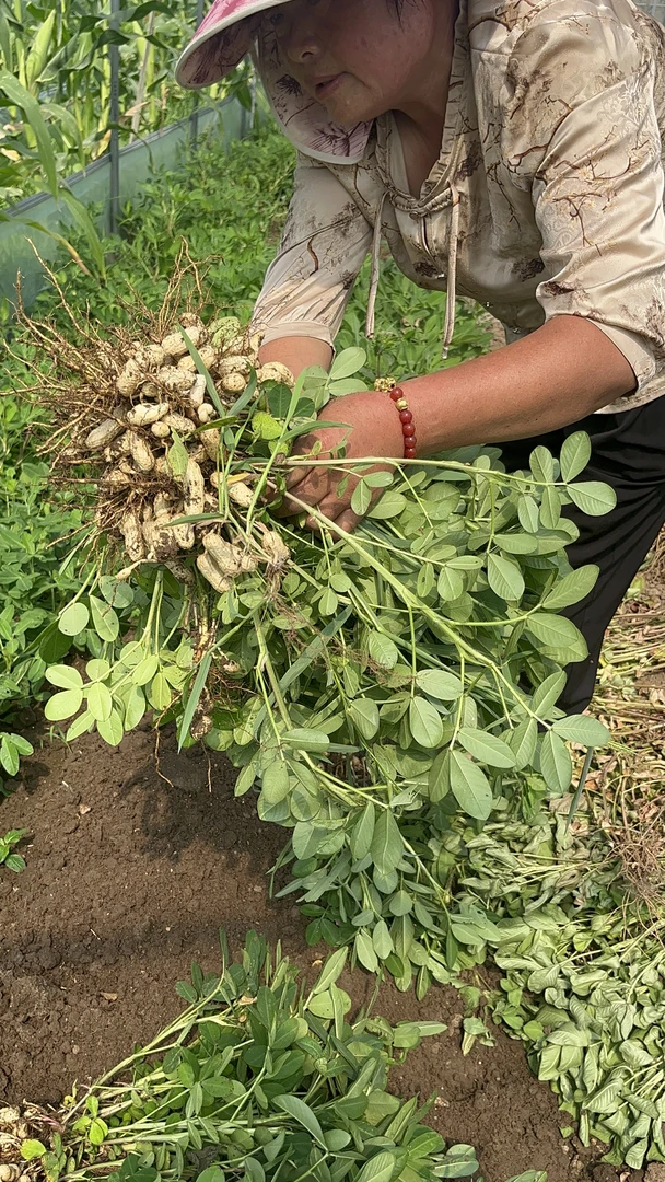 产地直发新鲜现挖鲜花生带泥湿花生人工筛选新鲜上市粉皮花生