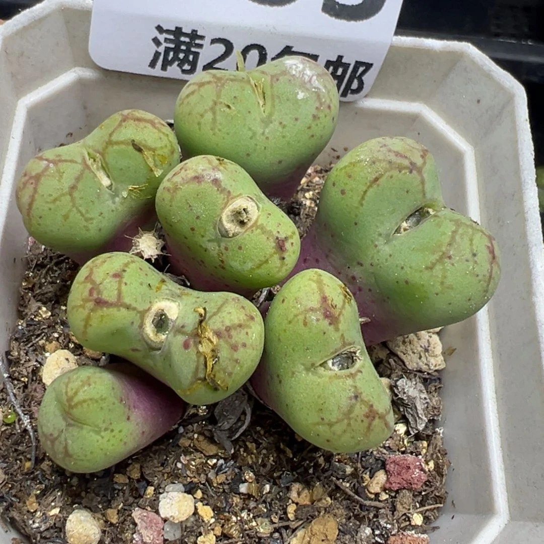 【闪购商品】 753。