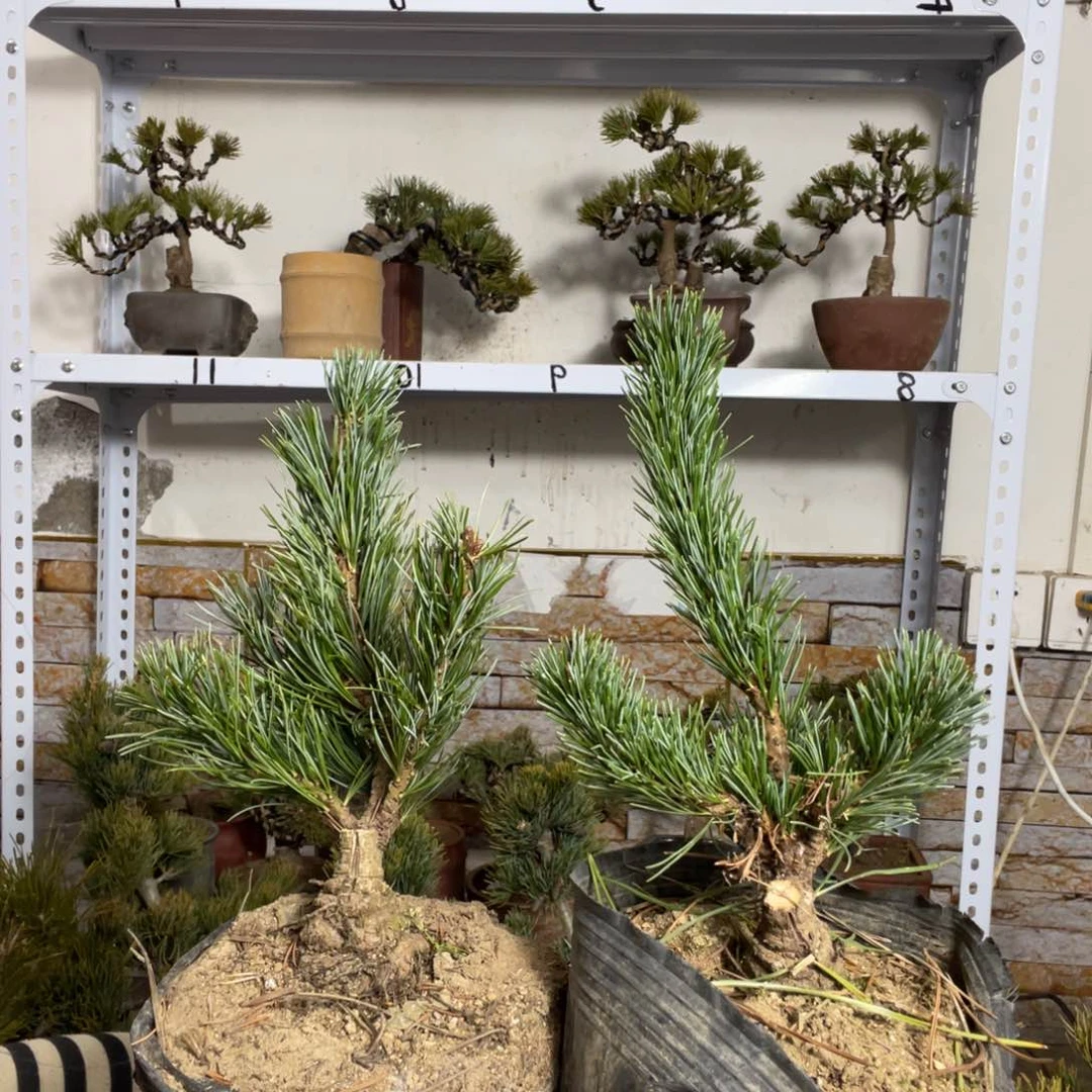 付*荣松树价格100两颗